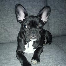 Fransk bulldog Bella