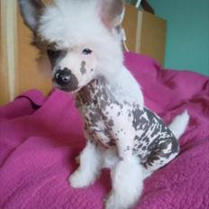 Chinese crested hårløs Stuart
