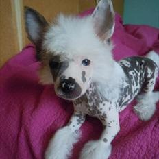 Chinese crested hårløs Stuart