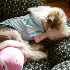 Chinese crested hårløs Stuart