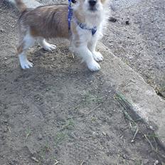 Blanding af racer Thierry Henry