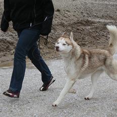 Siberian husky Pocus