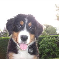 Berner sennenhund Balder