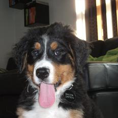 Berner sennenhund Balder