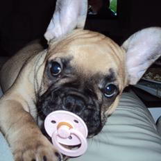 Fransk bulldog Harald