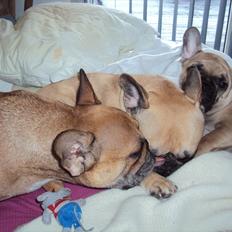 Fransk bulldog Harald