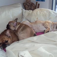 Fransk bulldog Harald