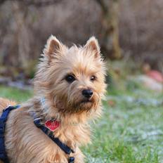 Cairn terrier Sia