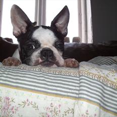 Boston terrier Mynthe