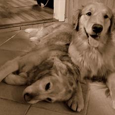 Golden retriever Mille