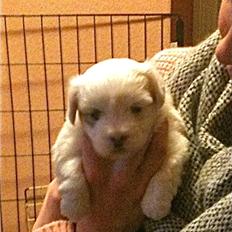 Coton de tulear Chili