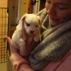 Coton de tulear Chili