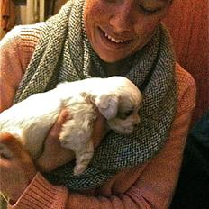 Coton de tulear Chili