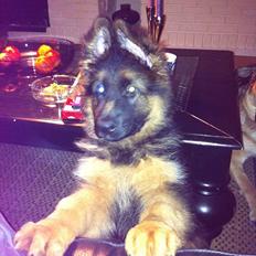 Schæferhund Langtoftens Cato
