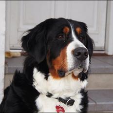 Berner sennenhund Bella