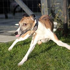 Whippet Airescot Baffinbay Bobbie