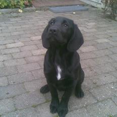 Labrador retriever Tøsen