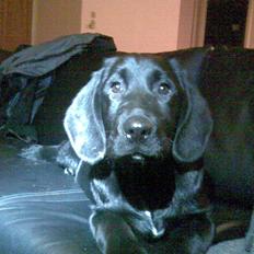 Labrador retriever Tøsen