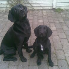Labrador retriever Tøsen