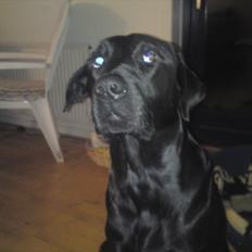 Blanding af racer blacki