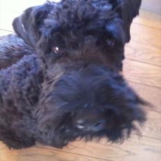 Kerry blue terrier hounor brights Big Thunder