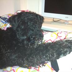 Kerry blue terrier hounor brights Big Thunder