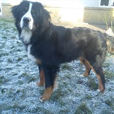 Berner sennenhund Morgan