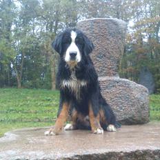 Berner sennenhund Morgan
