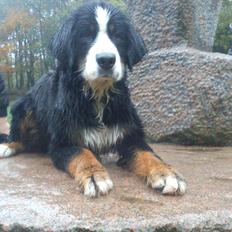 Berner sennenhund Morgan