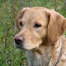 Blanding af racer Freja