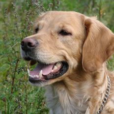 Blanding af racer Freja