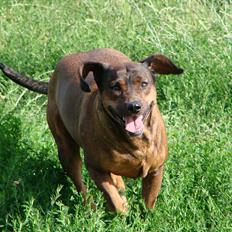 Blanding af racer Gizmo