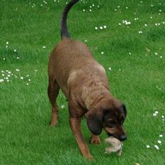 Blanding af racer Gizmo