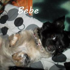 Blanding af racer Bebe