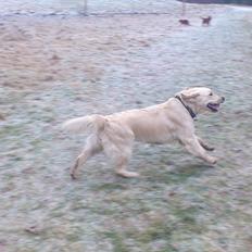 Golden retriever Woodstar Beeca