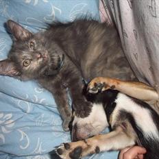 Blanding af racer Kessler