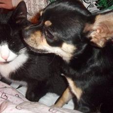 Blanding af racer Kessler