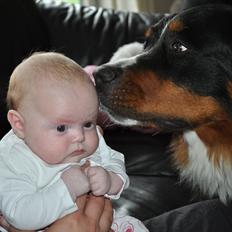 Berner sennenhund Bernertrunternes Brianna aka. Chilli