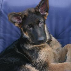 Schæferhund Arijel's Farco (R.I.P)