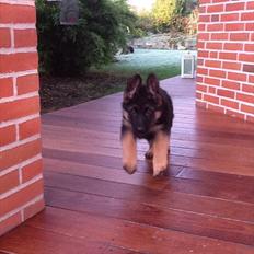 Schæferhund Arijel's Farco (R.I.P)