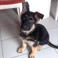 Schæferhund Arijel's Farco (R.I.P)