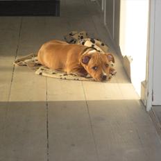 Staffordshire bull terrier Gry