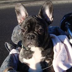 Fransk bulldog Geo