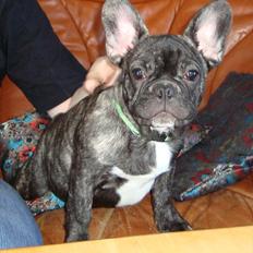 Fransk bulldog Geo