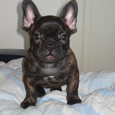 Fransk bulldog Kvistgaardens Little Miss Micha 
