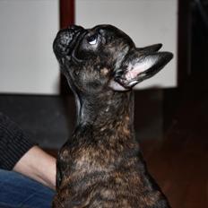 Fransk bulldog Kvistgaardens Little Miss Micha 