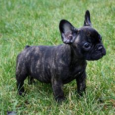 Fransk bulldog Kvistgaardens Little Miss Micha 