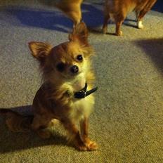 Chihuahua Loui (sir be magic)