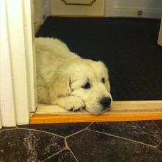 Golden retriever Oskar