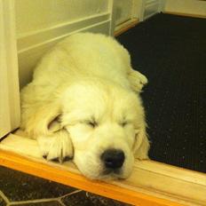 Golden retriever Oskar